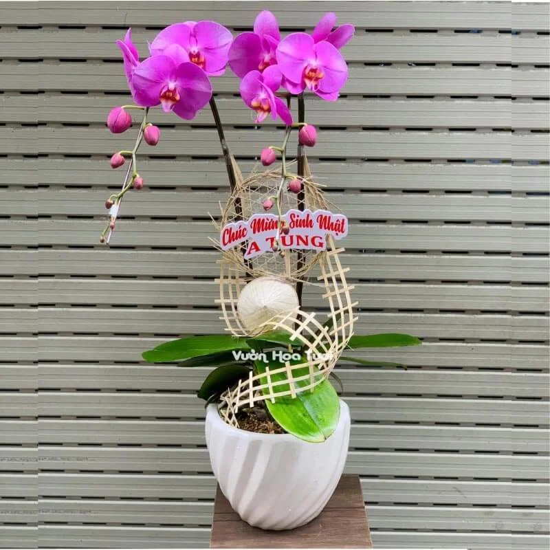 Chậu hoa lan hồ điệp tím 2 cành 2311 1 chau hoa lan ho diep tim 2 canh