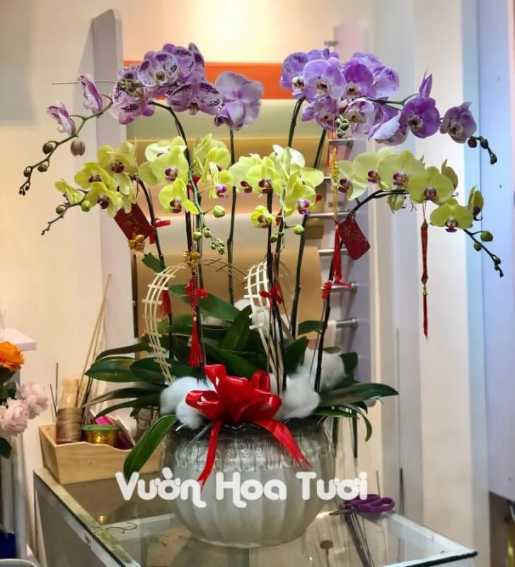 Chậu Lan Hồ Điệp Vàng Tím 8 Bông 13 phonto 2 1 scaled 2