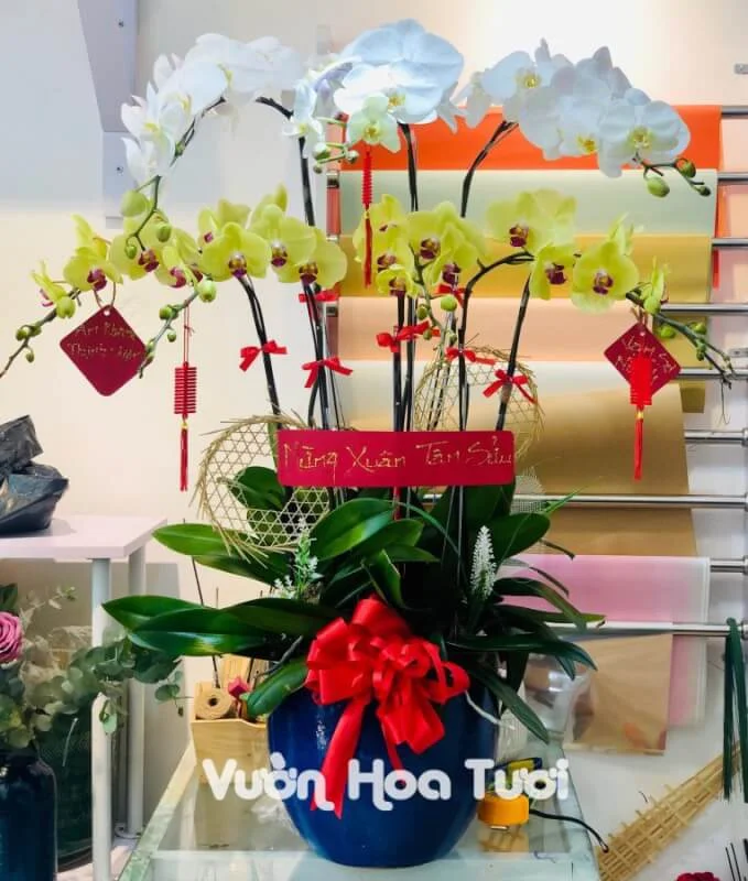 Chậu Lan Hồ Điệp Vàng Trắng 8 Cành 14 phonto 3 1 scaled 1