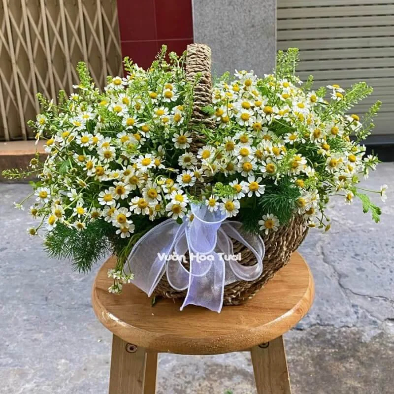 Giỏ Hoa Cúc Tana Love Mothers 11 z3304868180296 86c5808bea919e9e8f0cd547828d145f scaled 1