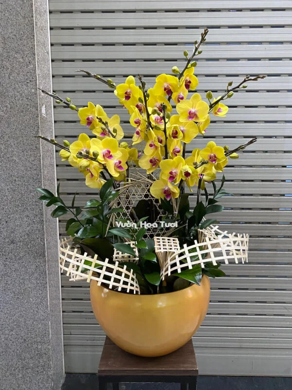 Lẵng Hoa Hồ Điệp Vàng 2 12 Cành 15 z3709844050899 96a362415257439276a40a0c066db8e6