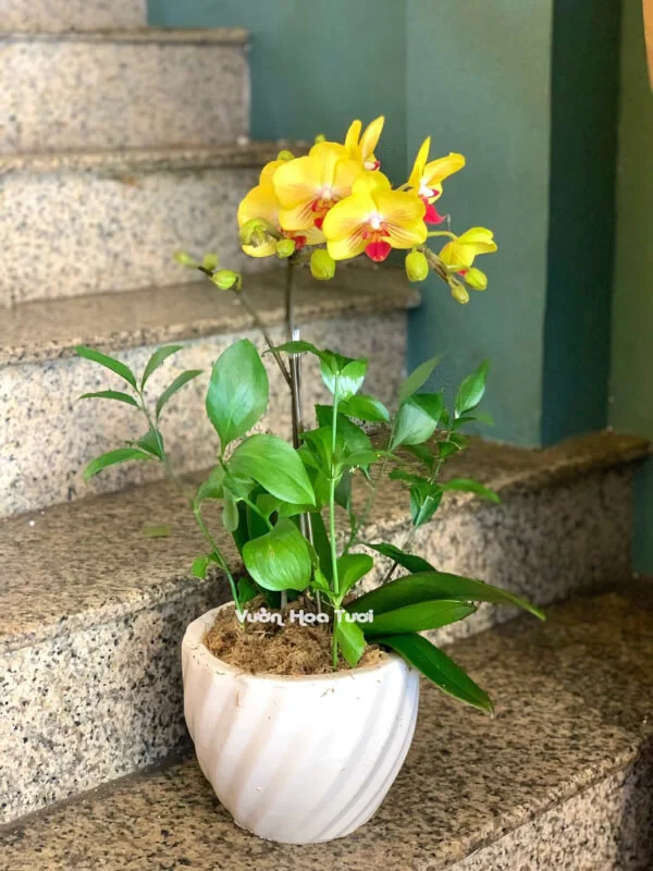 Chậu Lan Hồ Điệp Nhí 1 Cành 2512 3 z3970201049220 ac309d616d4a74b650f6a85c7e3ba882 min