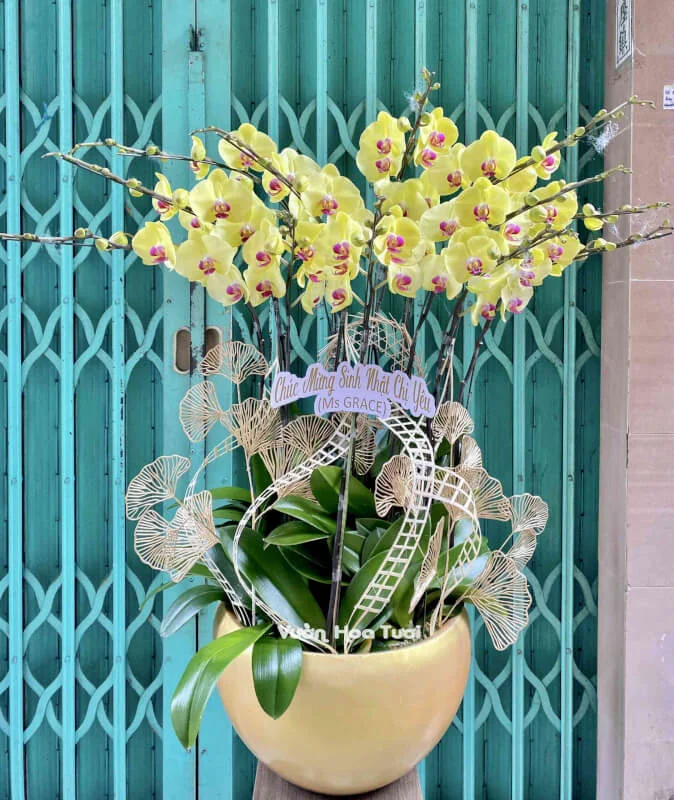 Chậu Lan Hồ Điệp Vàng 3 12 Cành 10 z4021688100700 757f620467b94469d84c1f87d59c7e1e optimized optimized